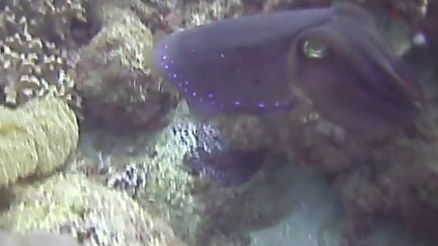 Cuttlefish performance смотреть онлайн