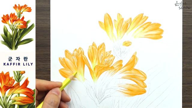 군자란을 색연필로 그리는 법, 따라해보세요 | Kaffir lily Flower Drawing смотреть онлайн