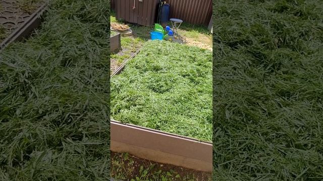 Избавляемся от сорняков на грядках. Мульча в помощь.