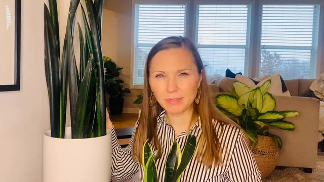 RARE Green Mermaid Snake Plant |Sansevieria Show + Tell смотреть онлайн