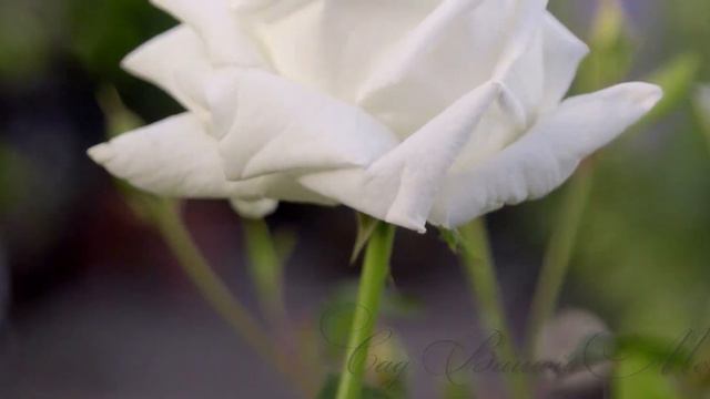 Роза "White Christmas" - Питомник "Сад Вашей Мечты" (R-041) смотреть онлайн