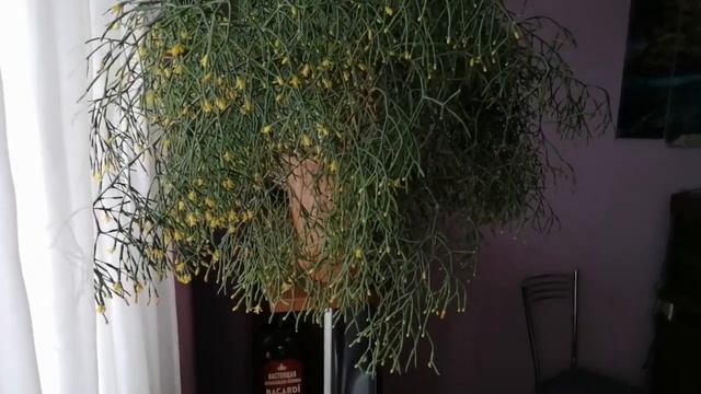 зацвела ХАТИОРА