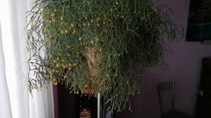 зацвела ХАТИОРА