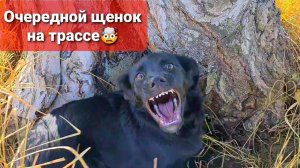 Выкинули щенка на трассу, да сколько можно