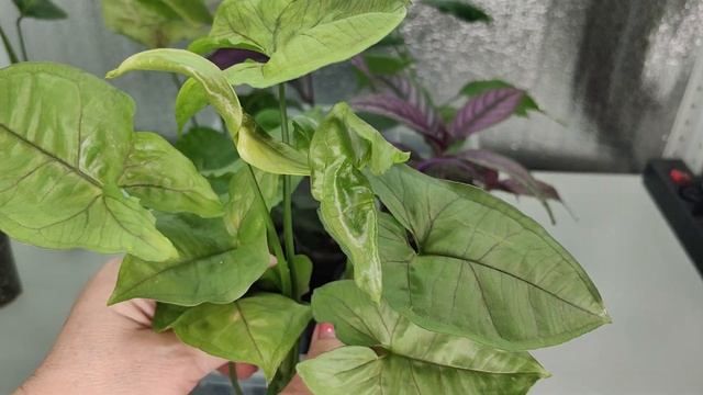 Предложение продажи растений на 09.11. 23г. Ч1??️?#комнатныерастения #обзоррастений #растенияпочтой