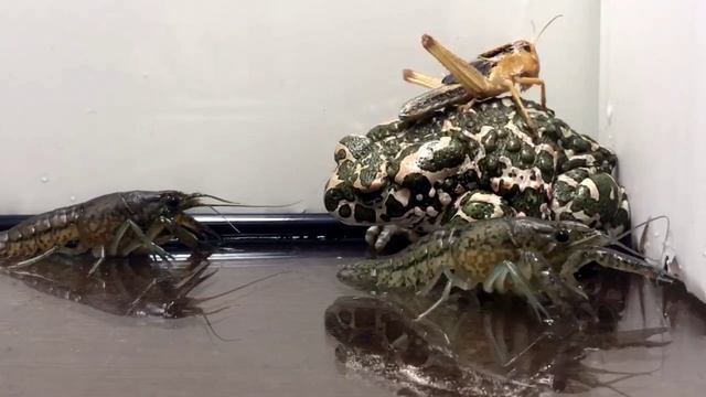 лягушка против 2 раков и против 2 саранчи / саранча едет на спине рака / живое кормление #FrogTV смотреть онлайн