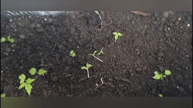 Как быстро размножить малину. Самый легкий способ . смотреть онлайн