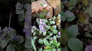 Живучка, аюга. Сорта.