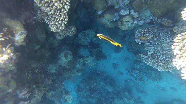 Snorkeling. Hotel Hilton Sharks bay. Red sea. Egypt смотреть онлайн