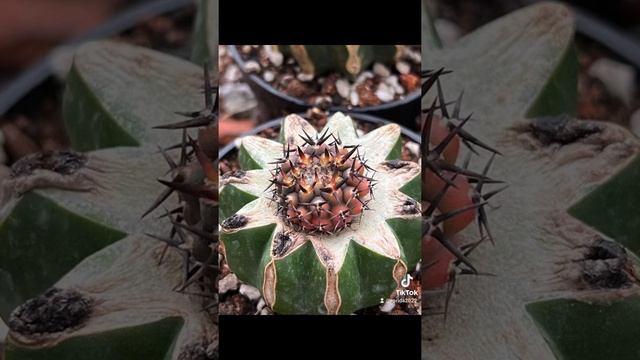 agave cactus lophophora adeium plumeria haworthia aloe多肉植物アガベ Агаваハオルシア하워시아 succulent astrophytum смотреть онлайн