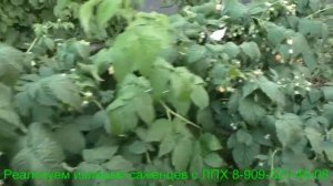 «АННА»-малина желтоплодная ремонтантная.