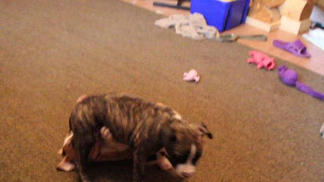 Стафф. Щенки. GaidJewel's kennel: litter "B" (13.02.2016) малыши безобразники)) смотреть онлайн