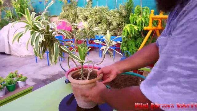 77 - How To Care And Repot Dracaena Reflexa (Song Of India) Plant May 2017 (URDU/HINDI) смотреть онлайн