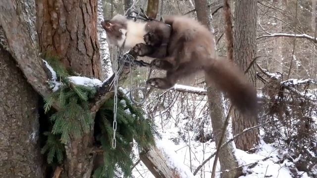 охота на куницу нового сезона 2021 -2022 добыли еще две куницы!!! (охота 37)#охота#куница #