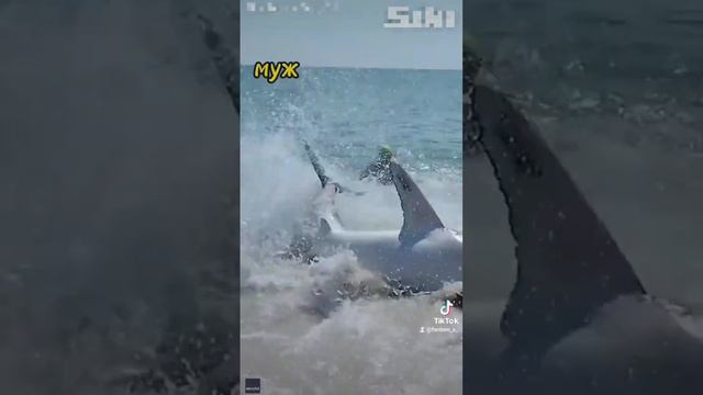 Спасение на пляже во Флориде. США. #лучшиемоменты #usa #животные #океан смотреть онлайн