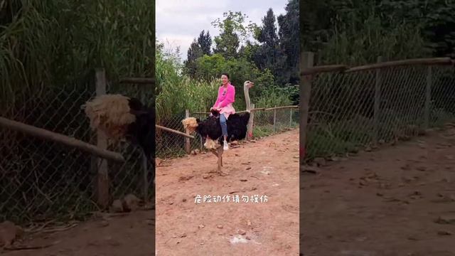Crazy Girl Riding on Ostrich смотреть онлайн