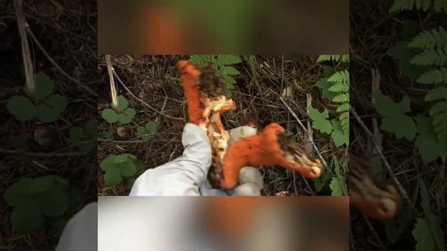 США. Mushroom season 2020. PNW . смотреть онлайн