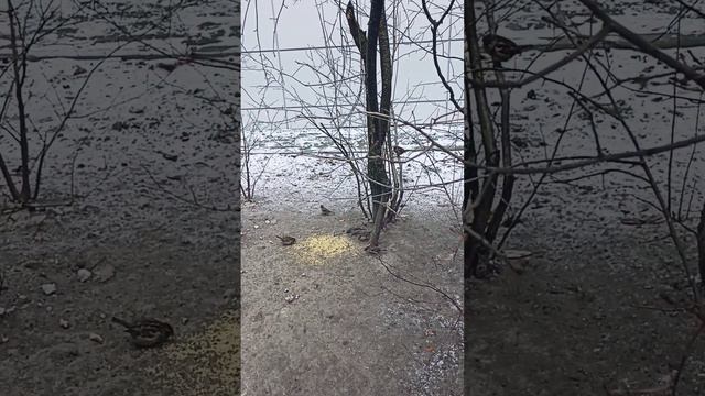 Птицы в городе-6. Серый ноябрь и серые воробьи🪶 смотреть онлайн