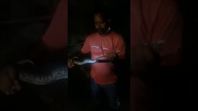 Python ka rescue kiya gaya 19.08.20(3) смотреть онлайн