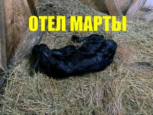 Отел голштинской нетели, признаки скорого отела, первая дойка нетели  #korovazdorova