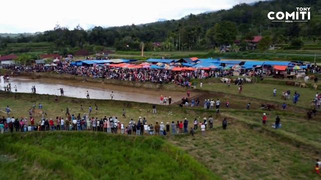 Le Jean-Claude Van Damme De Sumatra