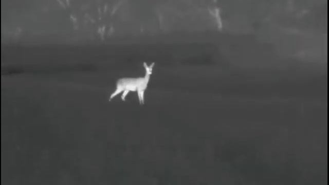 Roe Deer With The Pulsar Helion XQ38F