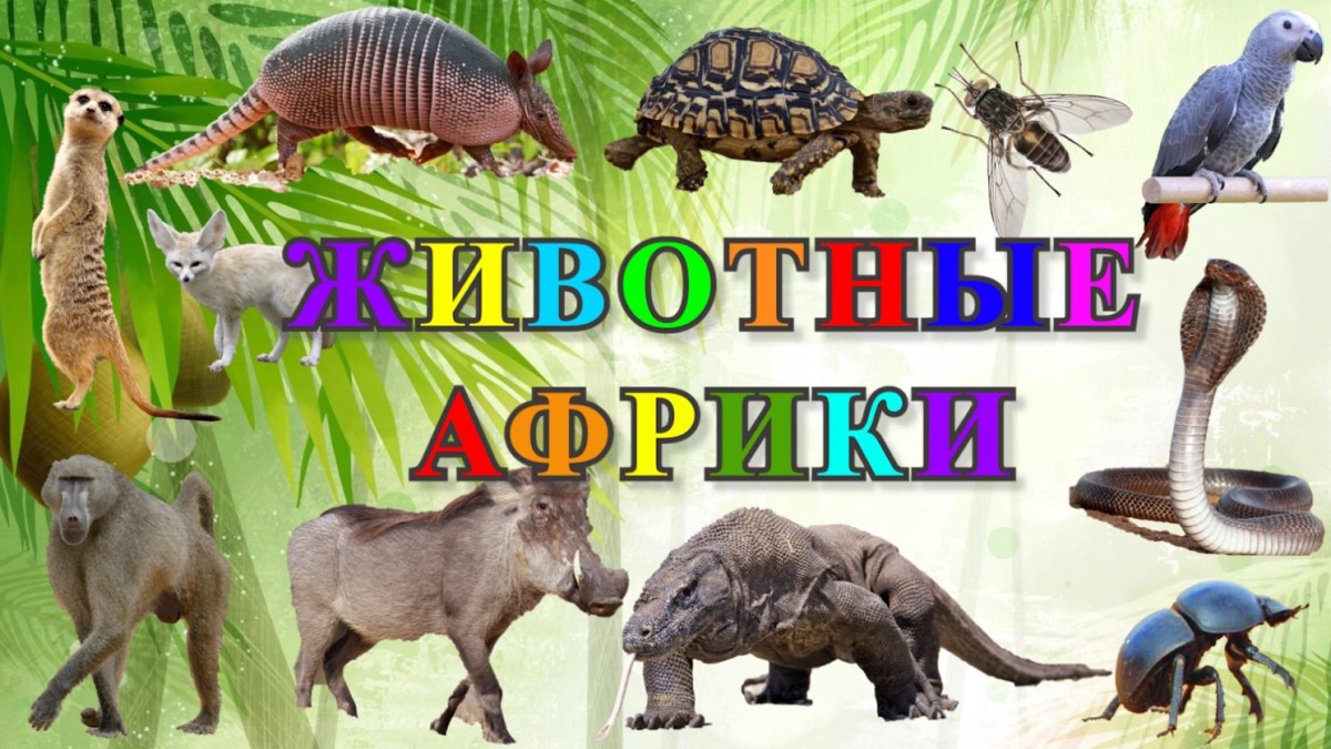 Африканские Животные Названия и Голоса Учим Животных смотреть онлайн