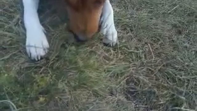 собака басенджи (Basenji VS LIZARD) против ящерицы смотреть онлайн