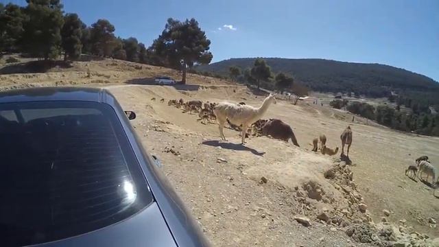 Зоопарк 12 смотреть онлайн