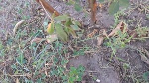 Обрезка ежевики осенью.?