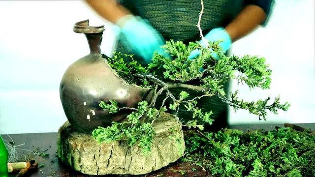 How to make semi cascade juniper bonsai. (Juniper Procumbens) смотреть онлайн