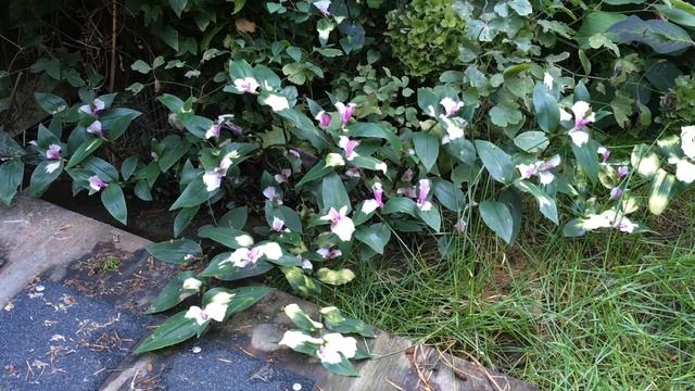 Wandering Jew plant Tradescantia fluminensis смотреть онлайн