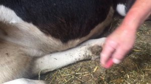 Вылечил корову с сужением молочного канала.