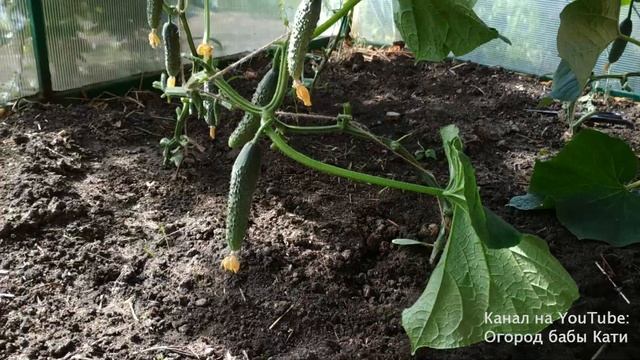 Огурец дорос до крыши теплицы. Как повысить влажность в теплице и избежать паутинного клеща. смотреть онлайн