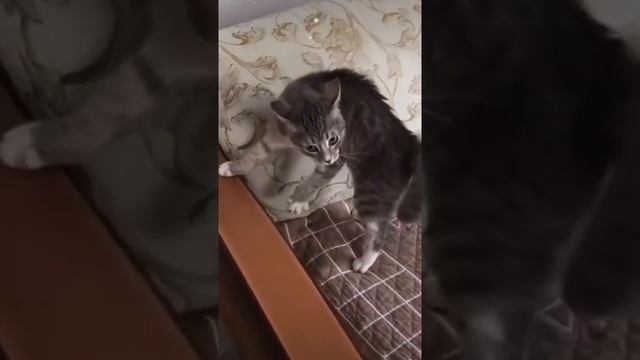 Агрессия у котов! Смешно смотреть онлайн