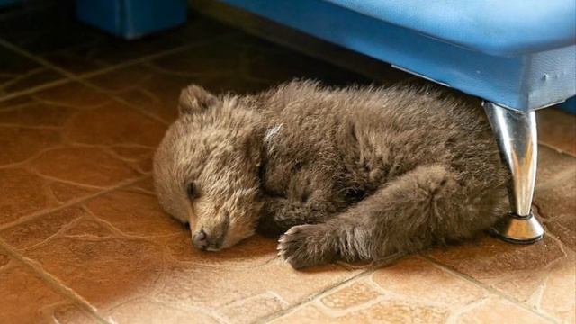 Голодный медвежонок бродил по деревне и просил помощи смотреть онлайн