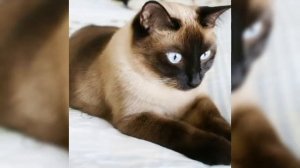 Как правильно ухаживать за СИАМСКОЙ КОШКОЙ/как продлить жизнь домашнему питомцу.?!