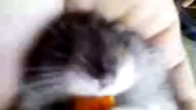 Лежачий хомяк смотреть онлайн