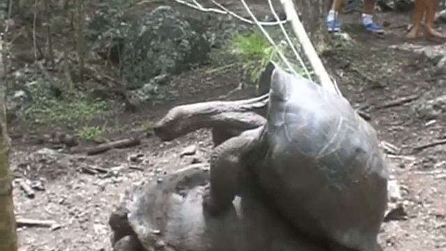 Галапагосские черепахи смотреть онлайн