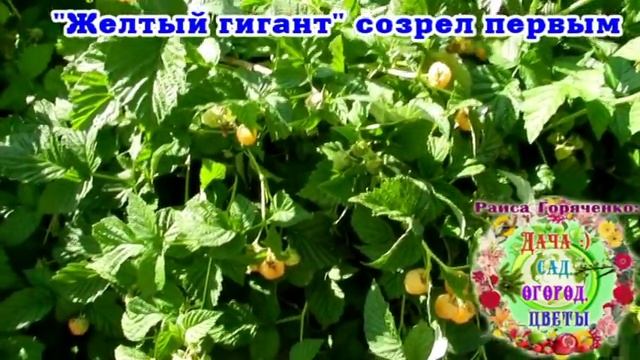 Сорт малины "Желтый гигант" созрел первым смотреть онлайн