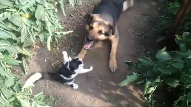 ДРУЖИТ ЛИ КОТ С СОБАКОЙ? смотреть онлайн