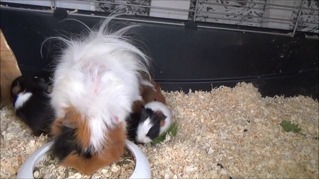 Морская свинка родила. Новорожденные морские свинки уход смотреть онлайн