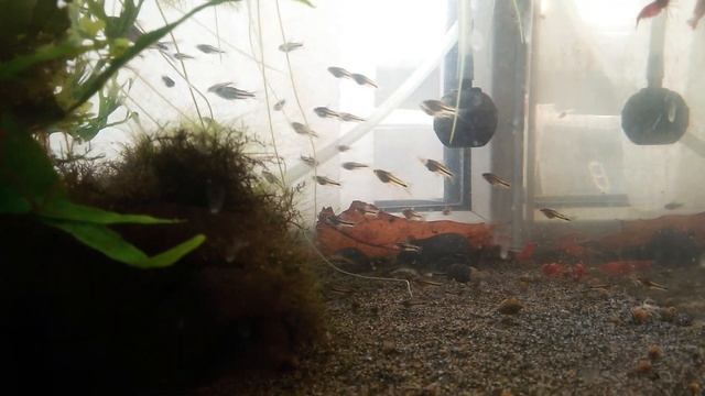 Коридорас пигмей corydoras pygmaeus смотреть онлайн