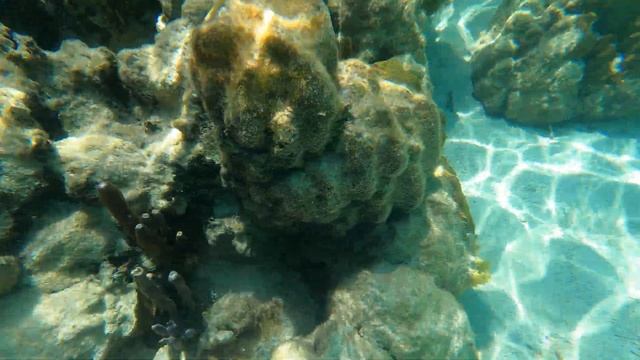 Coral Garden, Ambergris Caye, Belize GH020275 смотреть онлайн