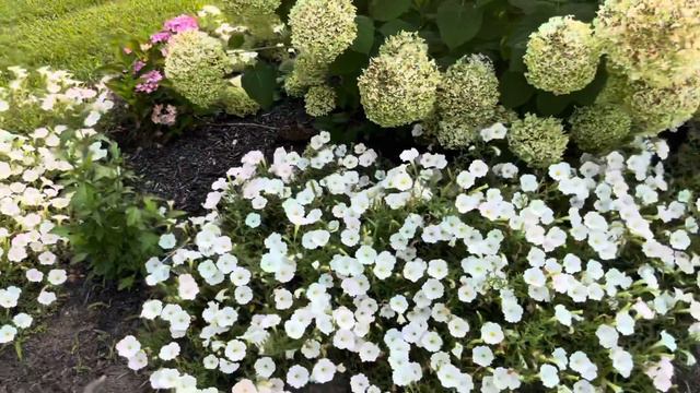 Front Yard Landscape Ideas and Proven Winners Hydrangeas Little Lime and Incrediball смотреть онлайн