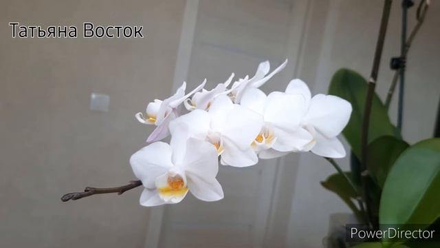 Орхидеи цветут! смотреть онлайн