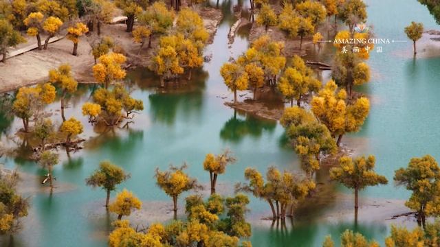 Populus Euphratica Forest in the Desert | Amazing Places in China смотреть онлайн