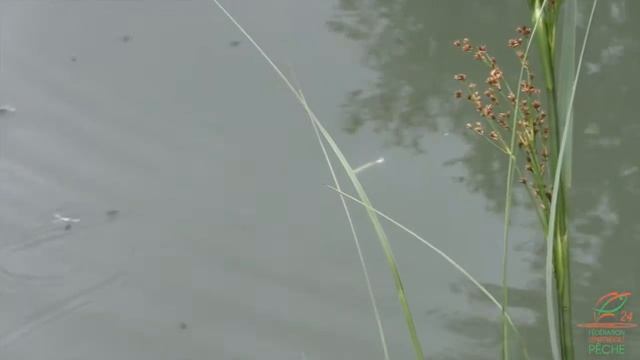 Journal de la Pêche en Périgord n°9 смотреть онлайн