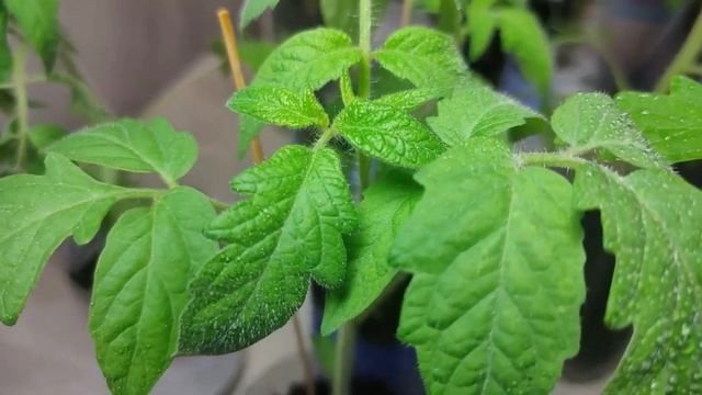 ТОМАТЫ от А до Я