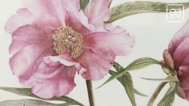 Выставка «Оживший цветок Панацеи. Лекарственные растения мира»| галерея «На Каширке» смотреть онлайн